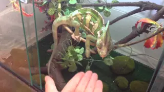 How to tame your Chameleon