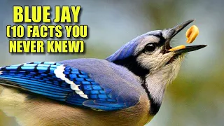 Blue Jay 🐣 (10 FACTS You NEVER KNEW)