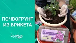 Посадка цветов в уличные вазоны, сезон 2020. Для красивого сада.