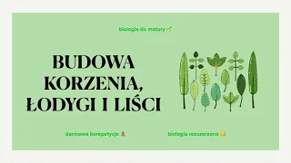 #13 Budowa korzeni, łodyg i liści 🌲 powtórka do matury 🌱 biologia rozszerzona liceum