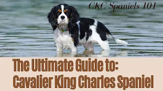 The Ultimate Cavalier King Charles Spaniel Fact Countdown: 13 Facts You Can't Miss