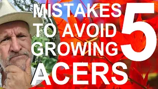 5 Five Mistakes to Avoid when Planting Acers - Japanese maples