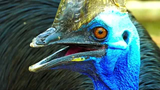 Ultimate Wild Beautiful Birds Peaceful Sounds Collection in 8K ULTRA HD / 8K TV