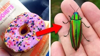 Foods You'll Never Eat Again Knowing How They Are Made!