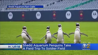 Shedd Aquarium Penguins Make Field Trip To Soldier Field