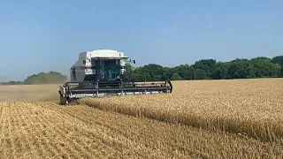 Gleaner R62 combining wheat in 2023