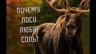 Почему лоси любят соль? | Лось не может жить без соли