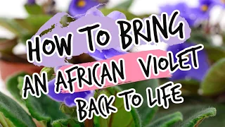 How to Bring an African Violet Back to Life