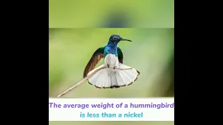 Fun facts about hummingbird #like #shorts #fun #facts #about #hummingbird