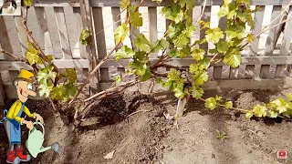 Первая подкормка винограда весной минеральными удобрениями нитроаммофоской