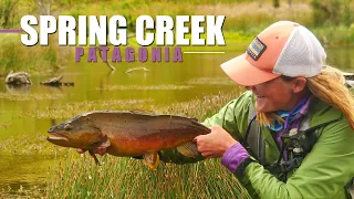 Patagonia Spring Creek: Gin-Clear Spring Creek Dry Fly Fishing Brown Trout.