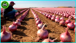 The Most Modern Agriculture Machines That Are At Another Level, How To Harvest Onions In Farm ▶15