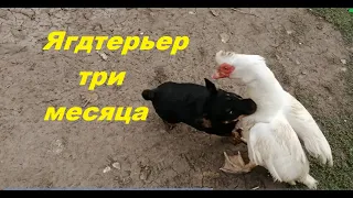 Ягдтерьер 3 месяца. Просто "Атас"