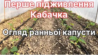 Перше підживлення раннього кабачка, а також як розвивається рання капуста