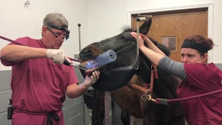 Equine Dentistry: Tooth Extraction