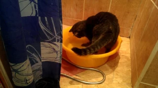 Кот купается в тазике/Cat bathing - part 2