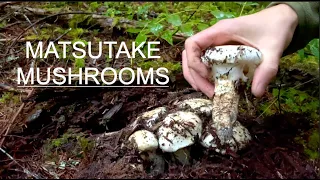 National Forest Gold. Tips for Matsutake (Pine) and King Bolete Mushrooms.