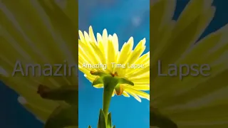 Beautiful Blooming Yellow Color Flower Time Lapse #shorts 😱💓🌻🌿