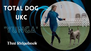 Thai Ridgeback Dog Yunga | UKC Dog Show | Total Dog Winner