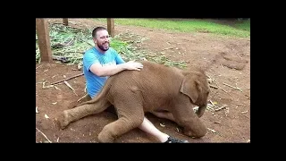 Топ-10 самое милое и очаровательное видео со слонятами.