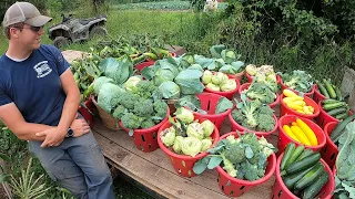 HARVEST TIME ON OUR VEGETABLE FARM