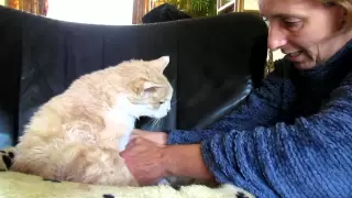 Giving my 18 year old cat Garfield "elderly care", so he doesn't become a "Smelly Cat"