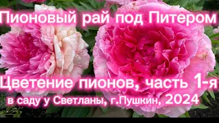 Пионовый рай под Питером. Цветение пионов часть 1-я. В саду у Светланы, г.Пушкин