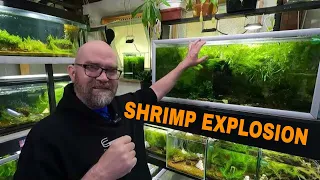 6 Months, Thousands of Shrimp? My Secret