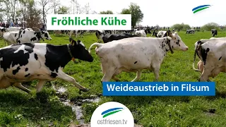 Fröhliche Kühe beim Weideaustrieb in Ostfriesland