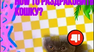 ✨How to раздраконить кошку?✨