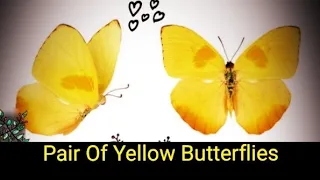 Pair Of Yellow butterflies Meaning In Hindi | #brownbutterfly #whitebutterfly  @BeHappyAndPositive04