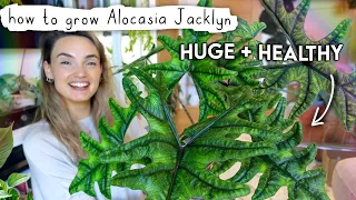 How I Grew My Alocasia Jacklyn BIG In Just 1 Year 💚 Alocasia Jacklyn Care Tips + Tricks