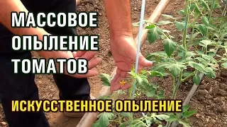 МАССОВОЕ ОПЫЛЕНИЕ ТОМАТОВ. ИСКУССТВЕННОЕ ОПЫЛЕНИЕ (06-08-2019)