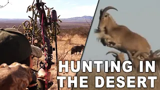 Wild Aoudad Sheep and Javelina Hunt in West Texas