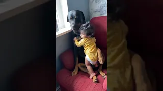 Pitbull with kid -kid playing with pitbull