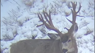 2023 Return of the King- Giant Mule Deer - Matt Tillotson Part 1