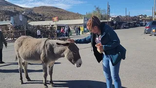 Oatman, Arizona Historic Route 66 / Wild Burros