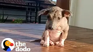 Hairless Stray Puppy Is Amazingly Fluffy Now | The Dodo Faith = Restored