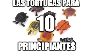 LAS 10 TORTUGAS PERFECTAS PARA PRINCIPIANTES