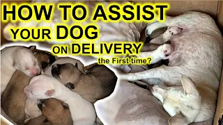 How to assist your Dog during Whelping - the delivery process