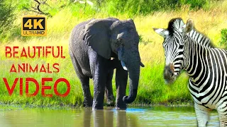 Elephants Animals Collection in 4K TV HDR 30FPS ULTRA HD-Giraffe -Zebra Elephants -Camels  (2160p)