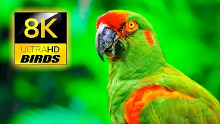 Colorful Birds Collection - Stunning Birds in 8K ULTRA HD / Sleep Relax Forest Ambient Sounds 8K TV