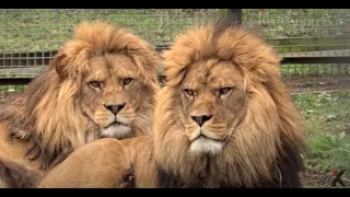 Meet Rock and Roar, the living cousins of the extinct Barbary lion