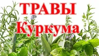 ТРАВЫ -  Куркума. Чем полезна куркума, и кому нельзя принимать в пищу.