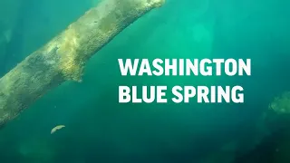Washington Blue Spring