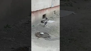 Котик тікає | Котик їсти біжить | Cat runs | Cat runs for food | Funny cats | Beautiful Cats | 1406