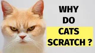 Cat Scratching Behavior Explained : Why Do Cats Scratch ?