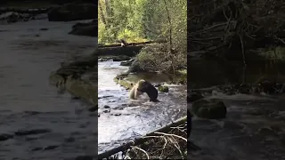 🐻🐻‍❄️ RARE SPIRIT BEAR Defends Its Territory. #shorts #unique #nature #greatbearrainforest #wildlife