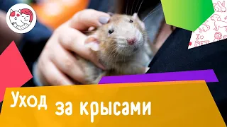 5 ошибок при уходе за домашними крысами