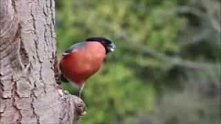 Beauty_of_Nature_-_Beautiful__Birds(720p).mp4